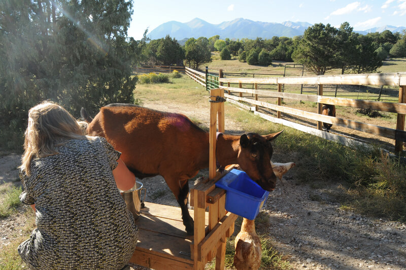 Got Milk from Mountain Goat Inn - Bed & breakfasts & inns of Colorado Association