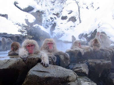 Monkeys In Hot Spring - Bed & breakfasts & inns of Colorado Association