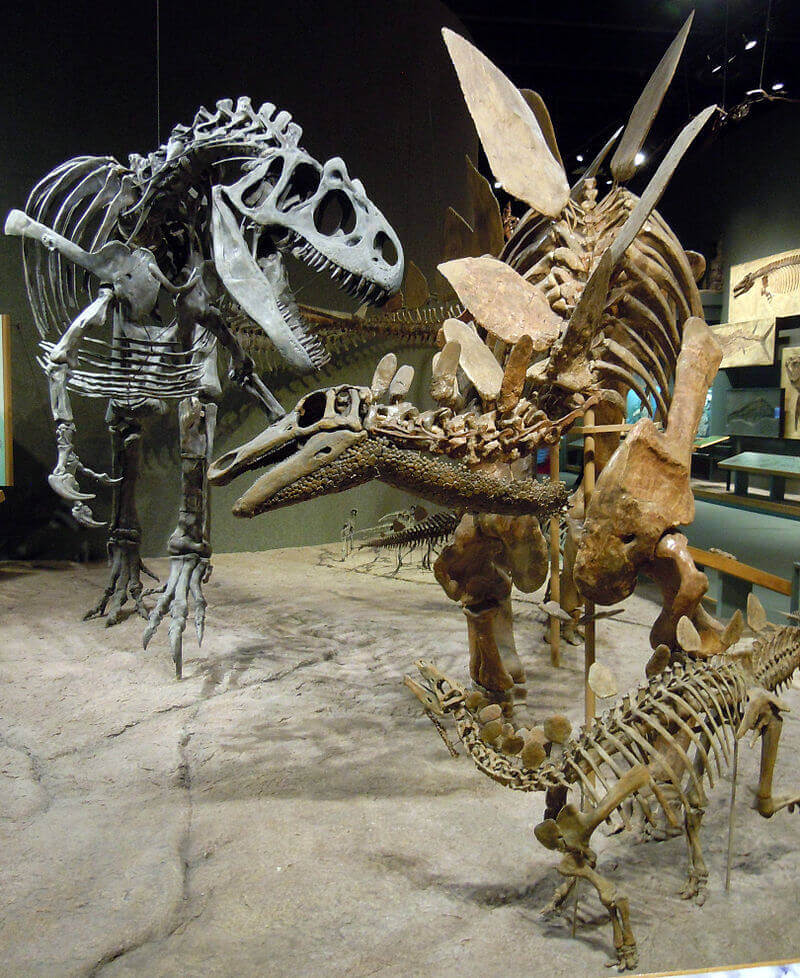 Dinosaur Allosaurus Attacks Stegosaurus - Bed & breakfasts & inns of Colorado Association