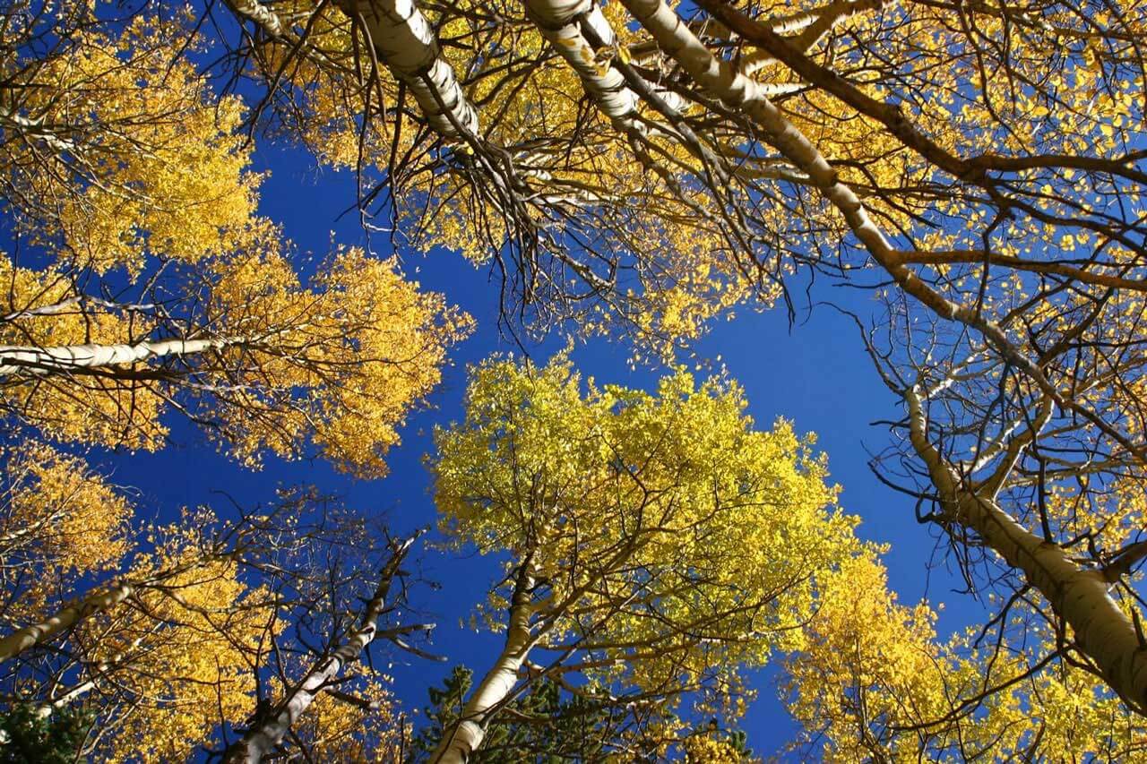 Aspen - Bed & breakfasts & inns of Colorado Association