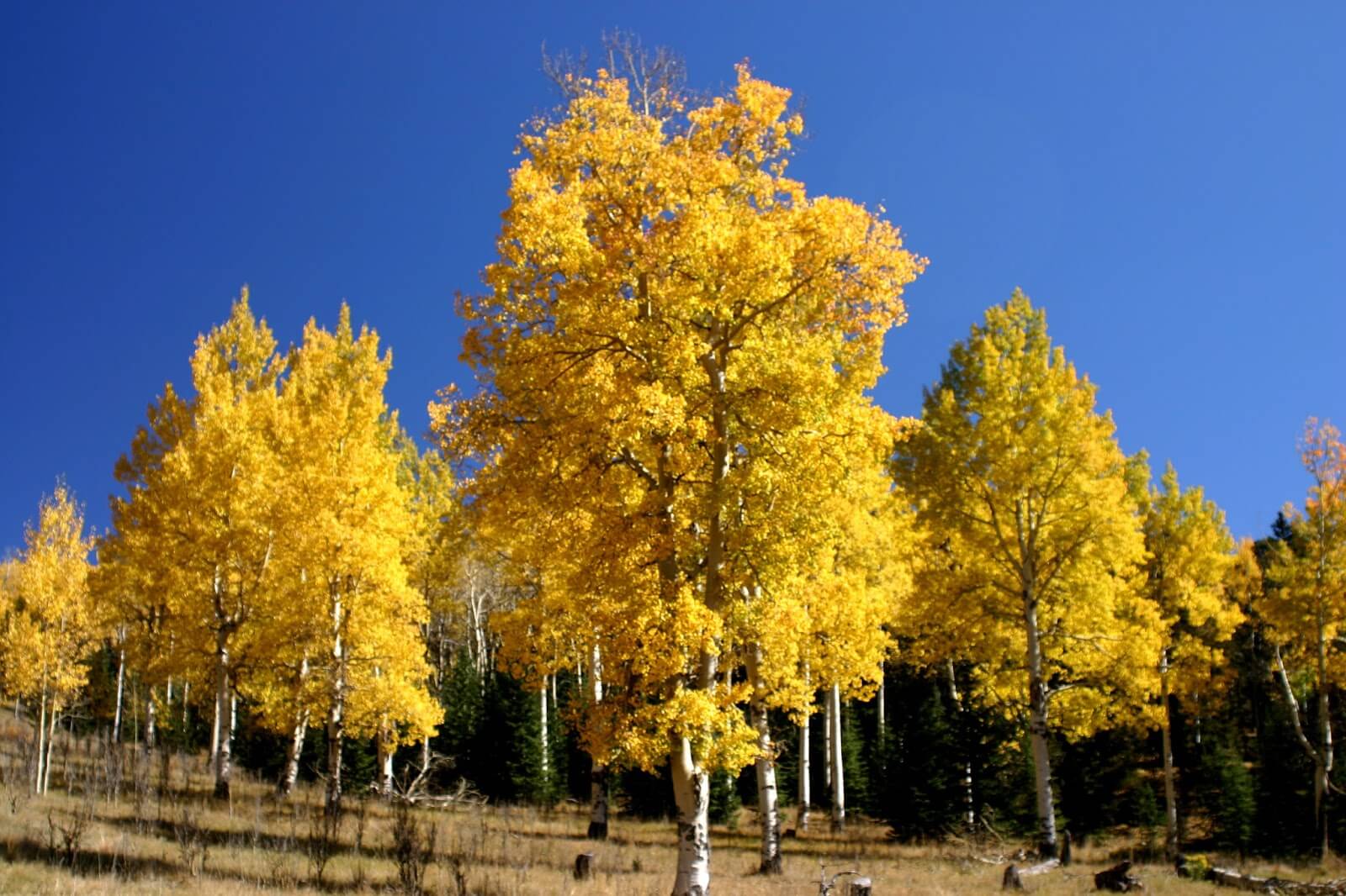 Aspen - Bed & breakfasts & inns of Colorado Association