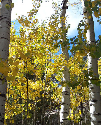 Aspen Trees - Bed & breakfasts & inns of Colorado Association