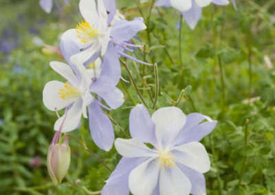 Colorado State Flower Columbine - Bed & breakfasts & inns of Colorado Association