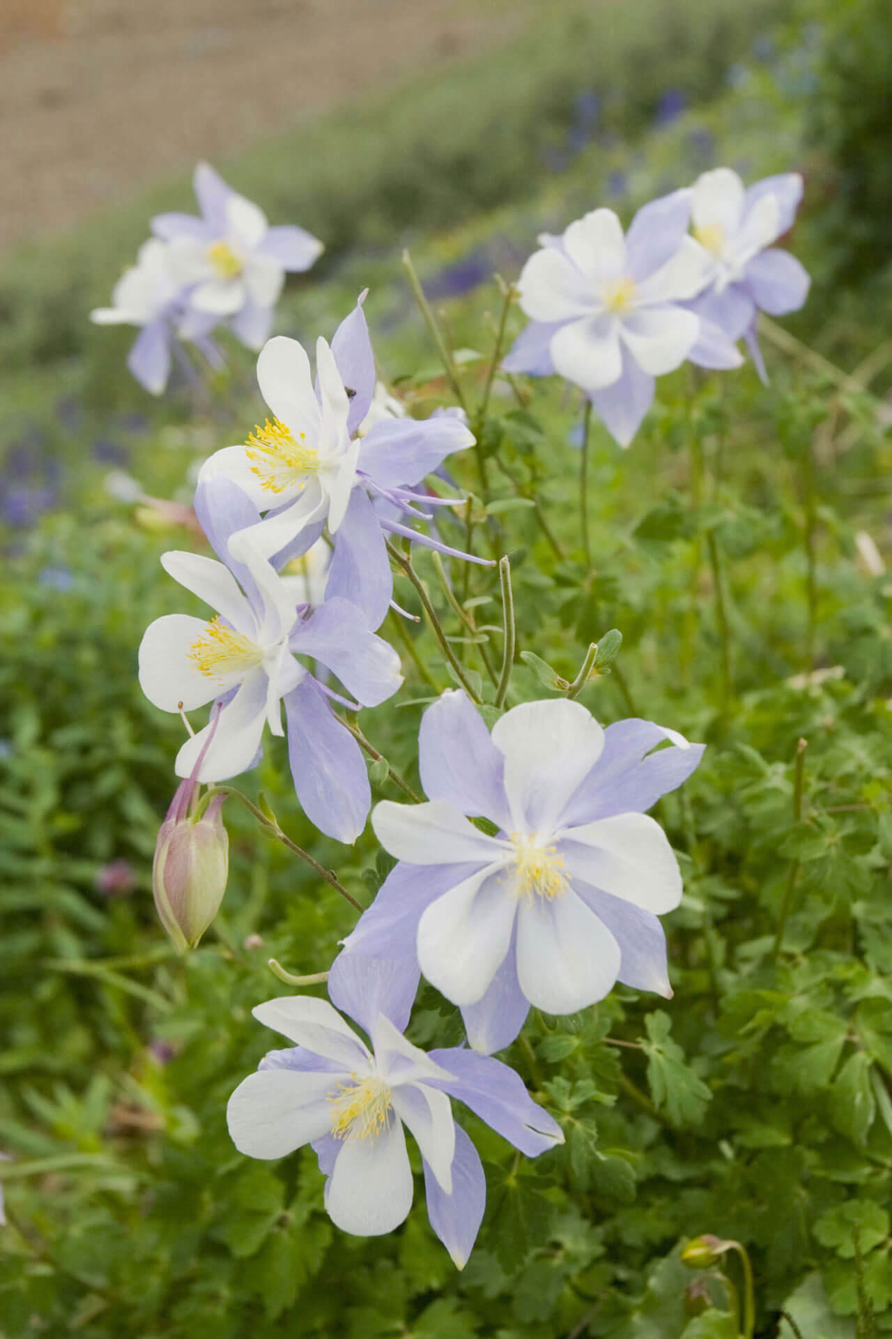 Colorado State Flower Columbine - Bed & breakfasts & inns of Colorado Association