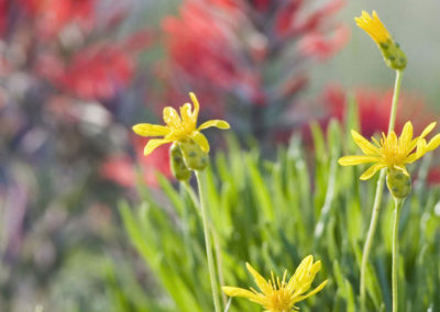 Delicate Looking Columbine - Bed & breakfasts & inns of Colorado Association