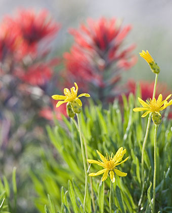 Delicate Looking Columbine - Bed & breakfasts & inns of Colorado Association