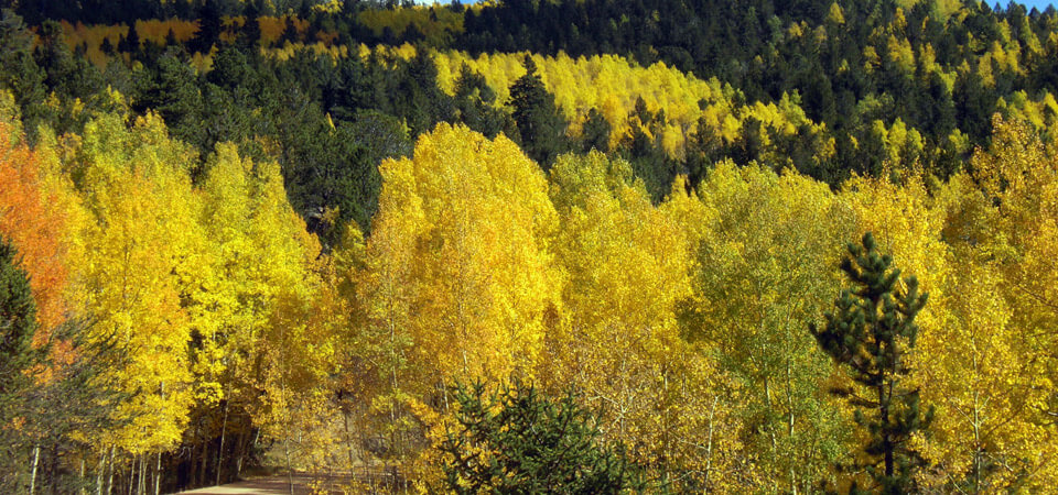 Fall Ambiance Inn NW Region - Bed & breakfasts & inns of Colorado Association