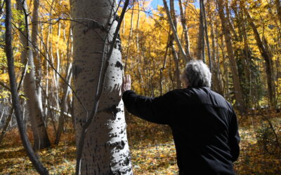 Colorado’s high country offers aspen fall colors while staying in Bed & Breakfast Innkeepers of Colorado member inns