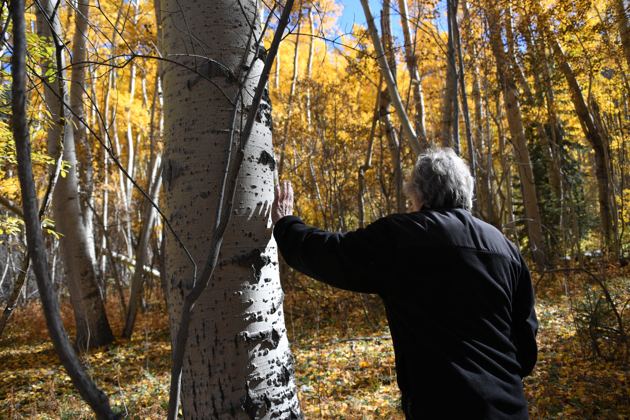 Colorado’s high country offers aspen fall colors while staying in Bed & Breakfast Innkeepers of Colorado member inns