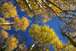September and October offer fall colors and golden aspens