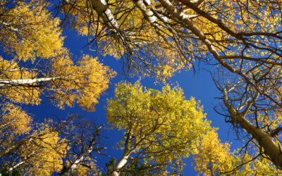 Leaf Peeping Road Trips Await Colorado B&B Guests
